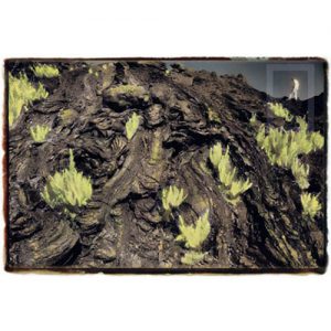 photograph new growth on lava beds signed